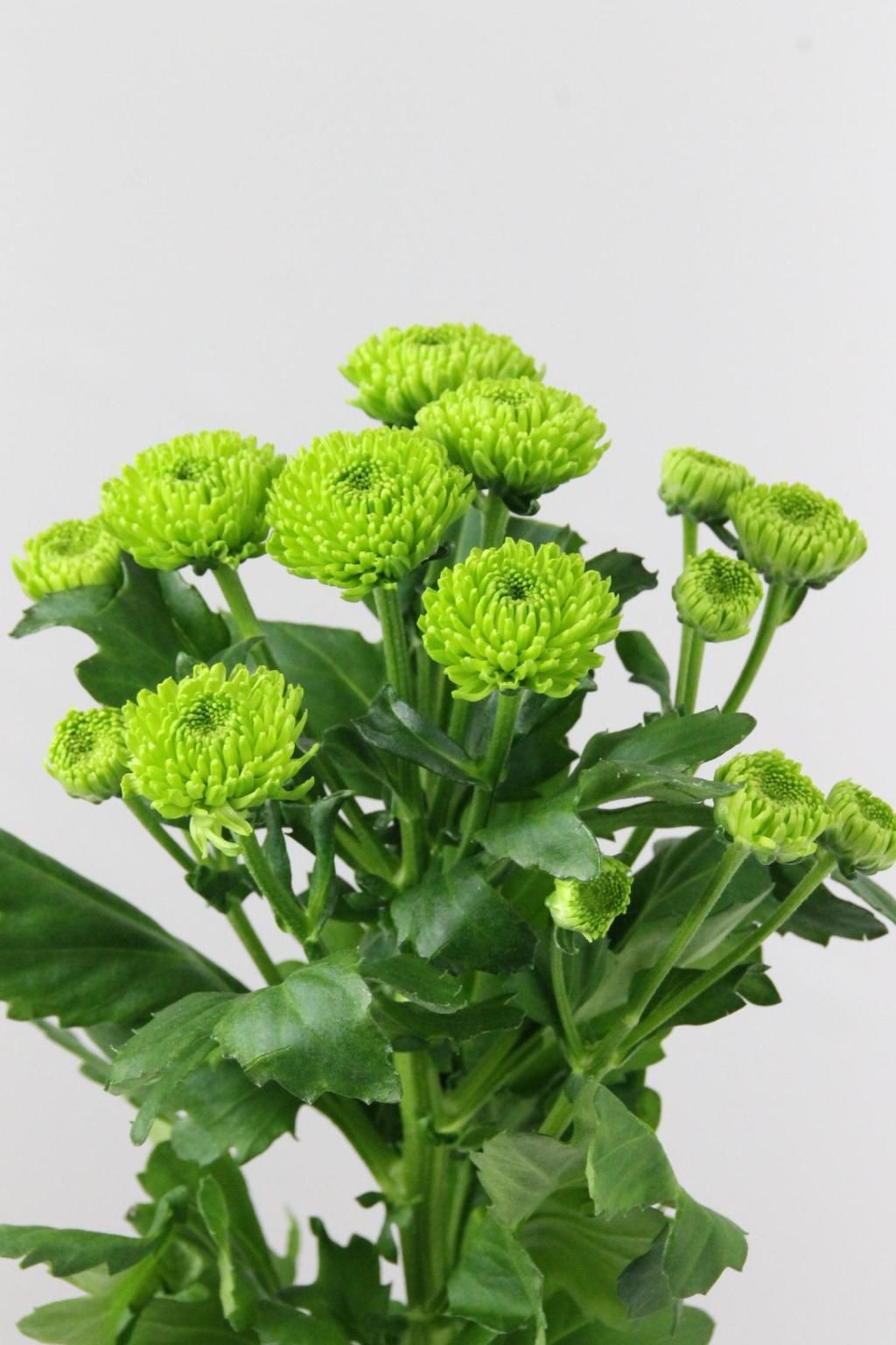 Chrysanthemum Spray Green