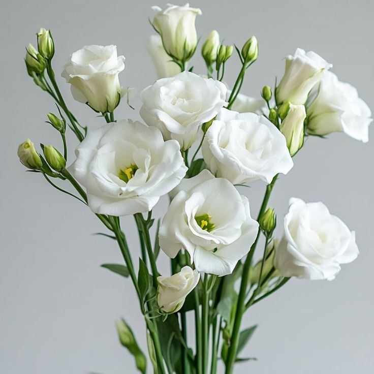 Eustoma White