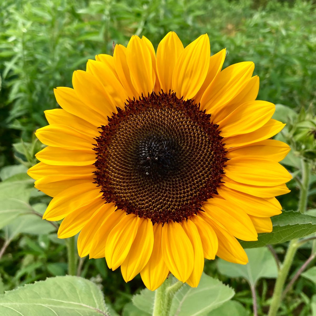 Sunflower Orange