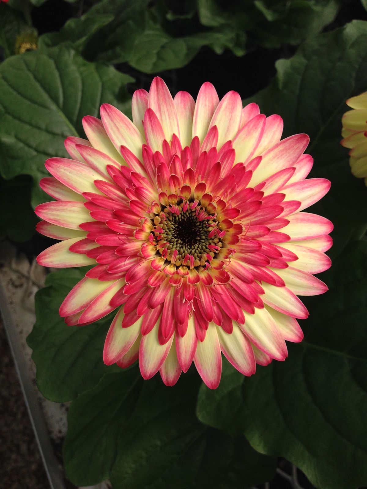 Gerbera Double Color