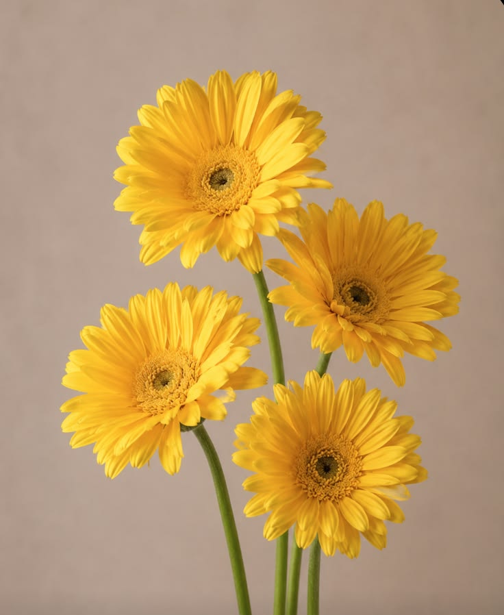 Gerbera Yelow