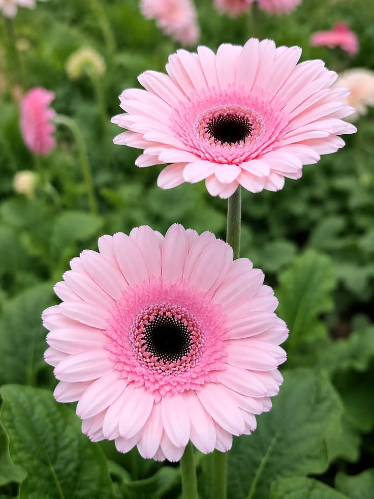 Gerbera Pink