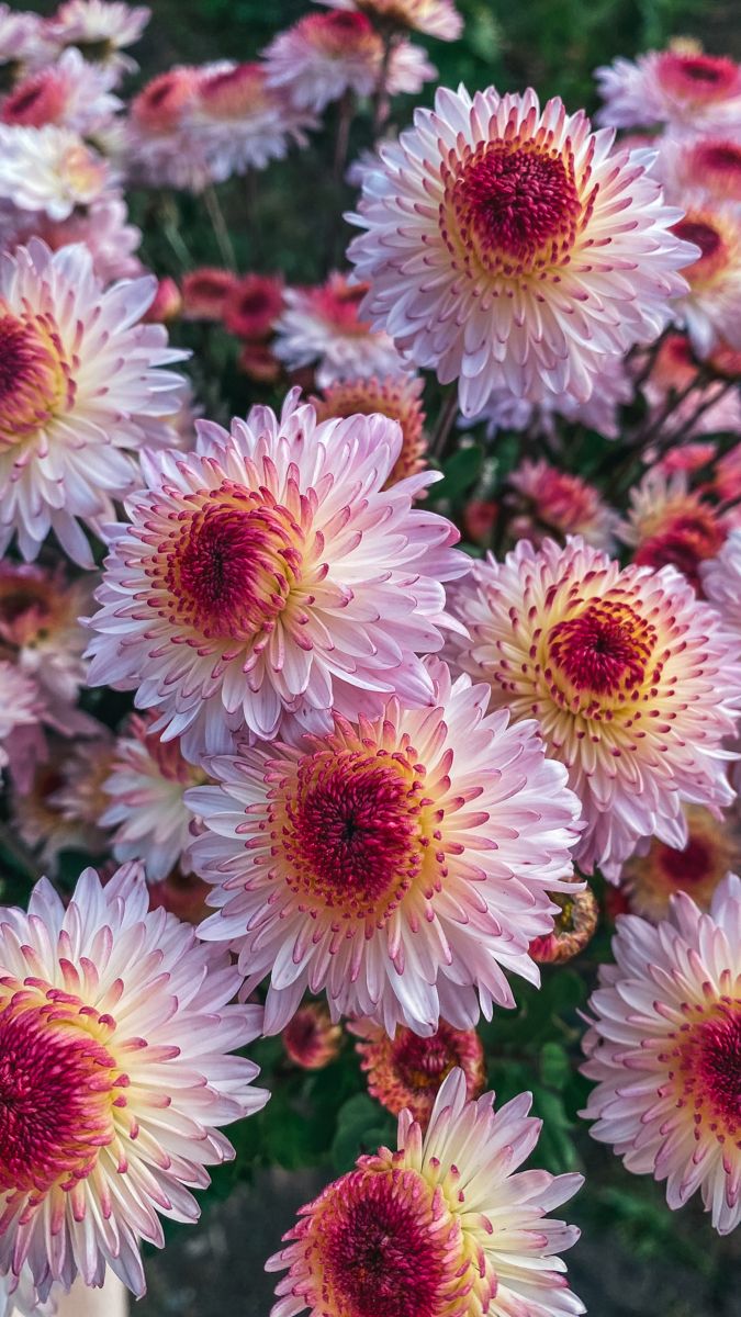 Chrysanthemum Spray Double color