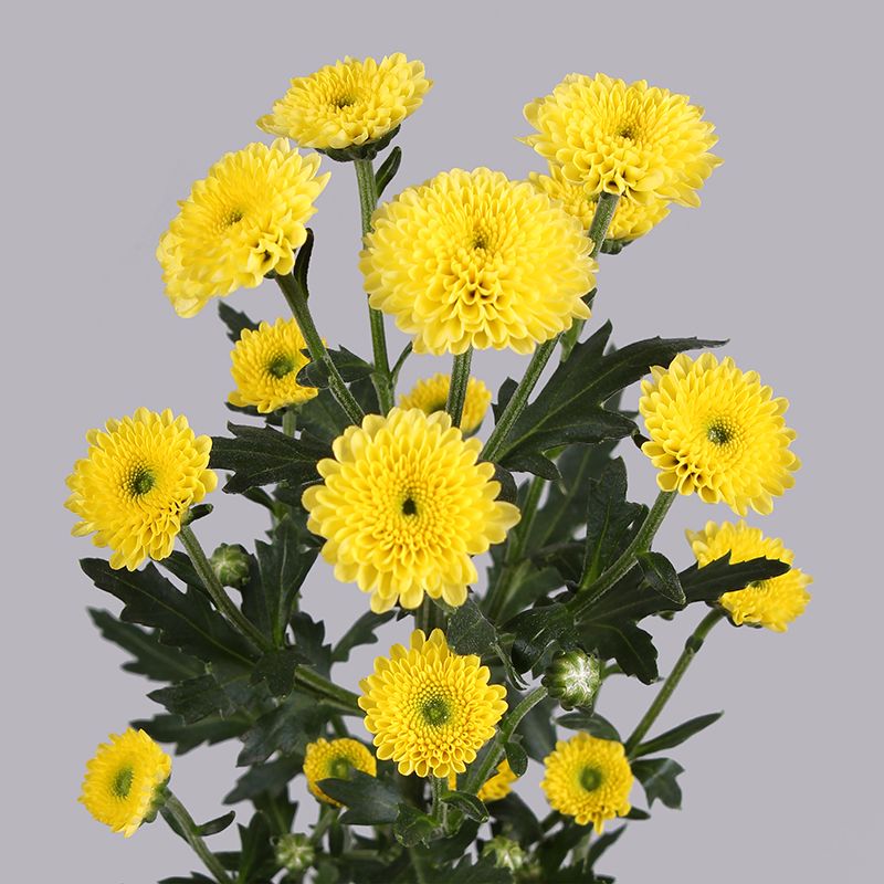 Chrysanthemum Spray Yellow