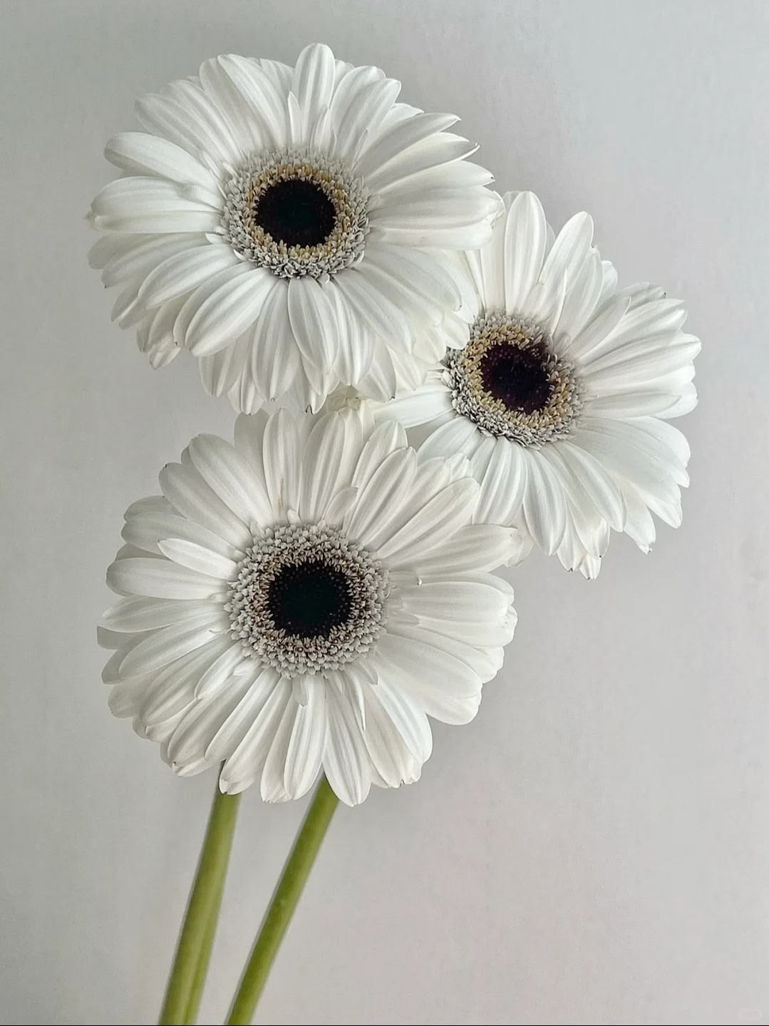 Gerbera White