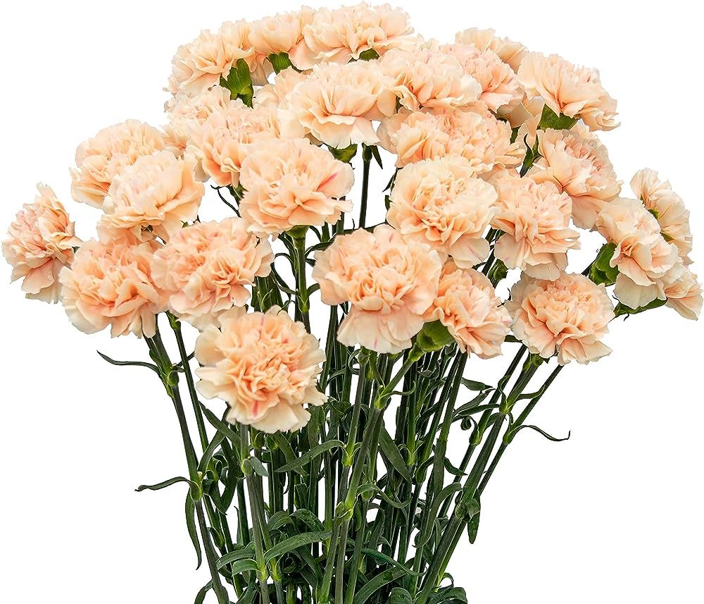 Carnation Peach
