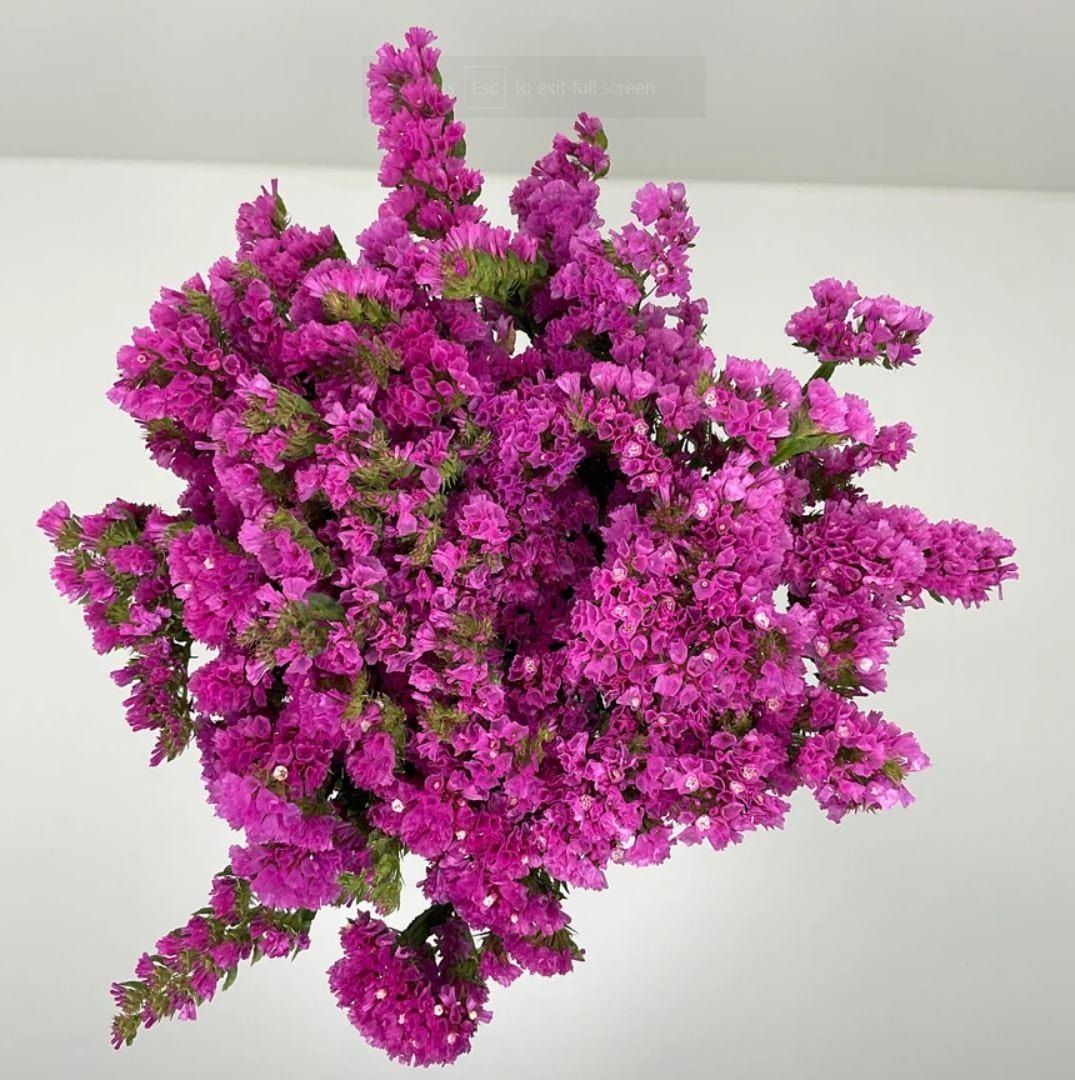 Statice Pink